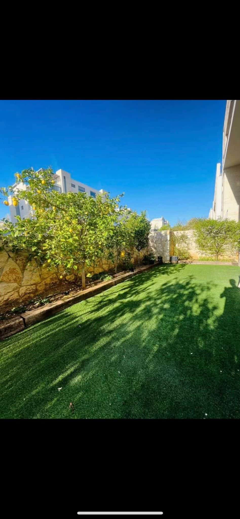 Lemon trees on green grass with buildings.